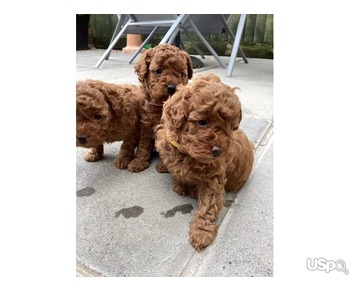 Red Poodle Puppies Ready