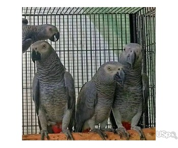 Hand Raised African Parrots For Sale