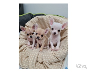 Lovely chihuahua For Sale