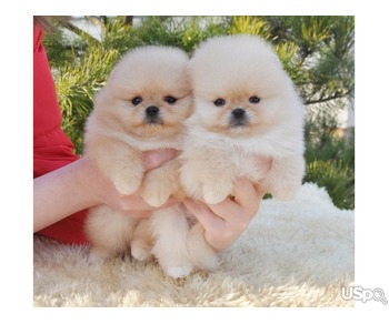 Mini Pom puppies for sale