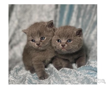 Three Lovely Scottish fold for sale
