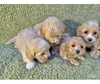 F1 Maltipoos Puppies For Sale