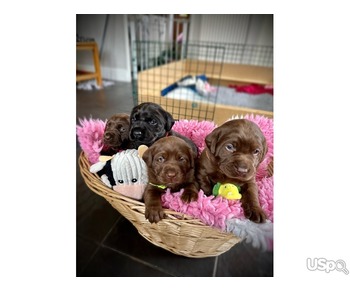 Magnificent black and chocolate Labrador For Sale