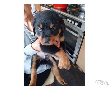 Rottweiler pup's for sale