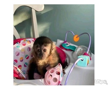 Capuchins Monkey Available For A Good Home