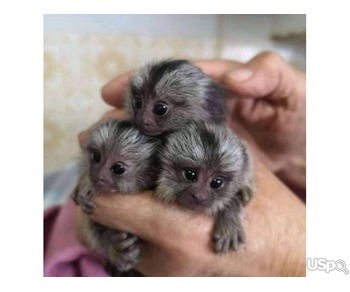 Pygmy Marmoset and capuchin Monkeys. text or call me on +12097835681