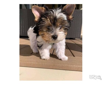 Amazing yorkie puppies for adoption