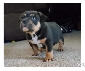 Adorable bulldog puppy are ready for adoption and purchase