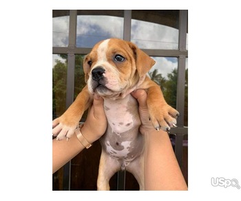 Amazing bully puppy for adoption
