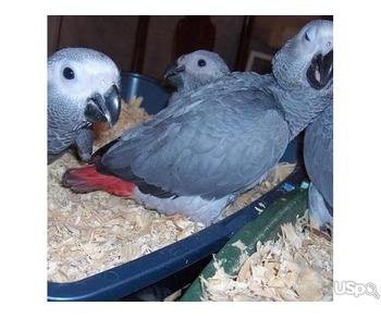 African Grey and macaw parrots For Sale ....  text or call me on +12097835681
