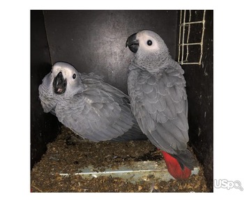 African Grey and macaw parrots For Sale ....  text or call me on +12097835681