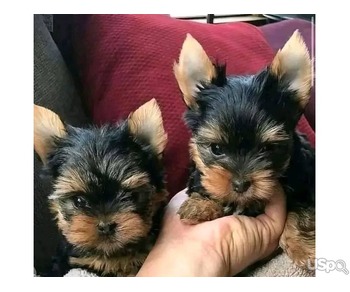 Amazing Yorkshire terrier puppies for adoption