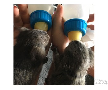 Google Approved Diaper Trained Capuchin & Marmoset Monkey. whatsapp me at: +44 7453 907158
