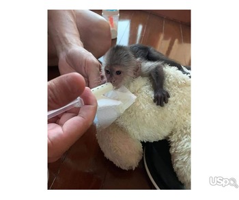 Google Approved Diaper Trained Capuchin & Marmoset Monkey. whatsapp me at: +44 7453 907158
