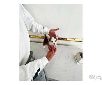 Amazing Shiba Inu puppy for adoption