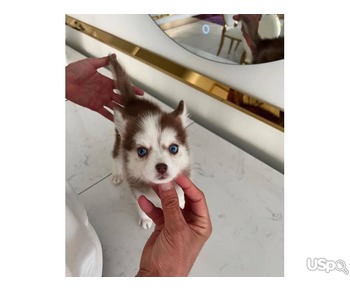 Amazing Shiba Inu puppy for adoption