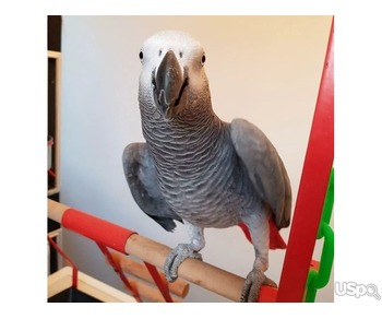 African gray parrots and eggs for sell