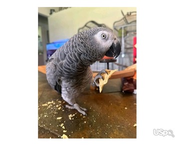 African gray parrots and eggs for sell