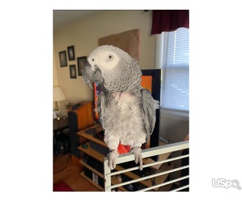 African grey parrots for rehoming
