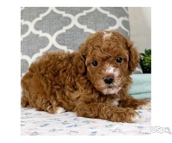 Cockapoo puppy for adoption