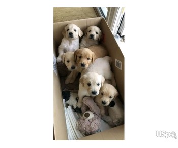 Golden Retriever puppy for adoption