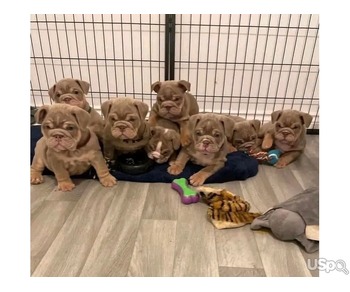 Bulldog puppies for adoption