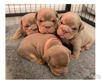 Bulldog puppies for adoption