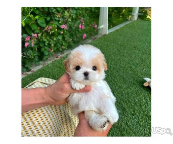 ROLLY PODDLE MALTESE PUPPIES FOR ADOPTION