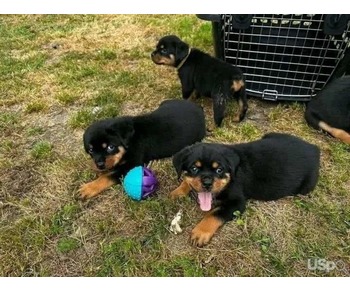 Rottweiler  puppies available for rehoming