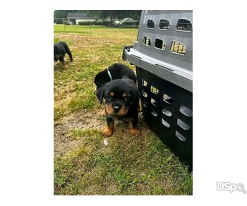 Rottweiler  puppies available for rehoming