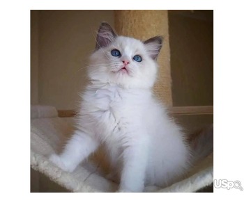 Ragdol kitten for Adoption