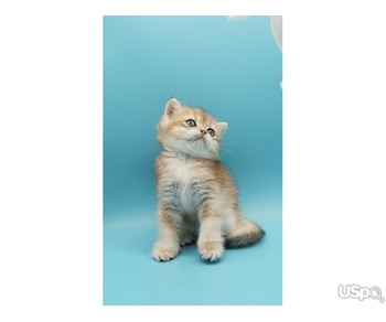Golden British Shorthair kitten. Британская короткошерстная, котенок.