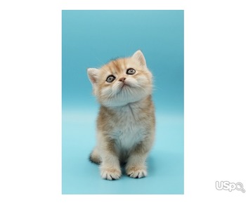 Golden British Shorthair kitten. Британская короткошерстная, котенок.