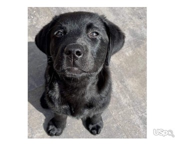 English Retriever puppy for Adoption