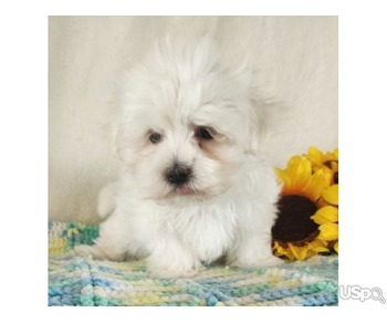 Teacup Maltese puppy for Adoption