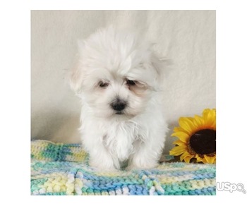Teacup Maltese puppy for Adoption