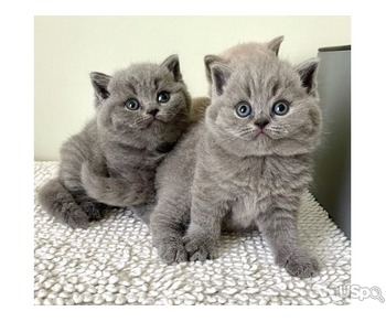 Продаются очаровательные британские короткошерстные котята