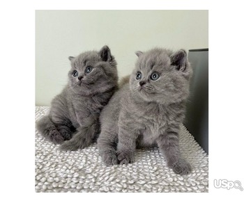 Продаются очаровательные британские короткошерстные котята