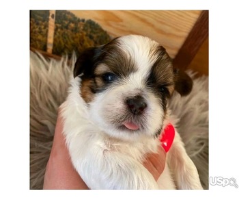 Shih Tzu puppy for Adoption