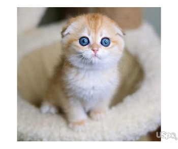 scottish fold kittens for sale