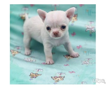 chihua pups for rehoming
