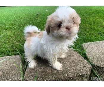 Adorable shihtzu Puppies for sale