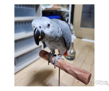 African Grey Parrot Already speaking