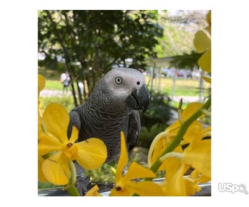Big African Grey Parrots Ready
