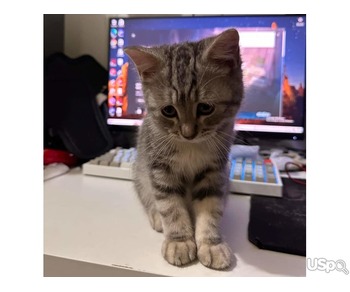 Persian Kitten for Rehoming