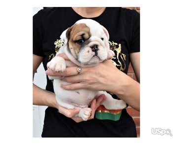 Home raised English Bulldog puppies available.