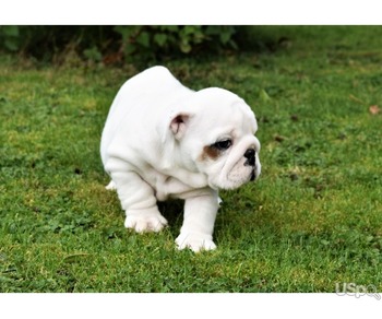 Home raised English Bulldog puppies available.