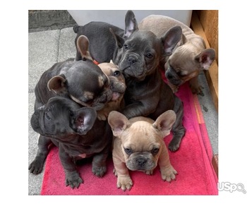 French bulldog top puppies
