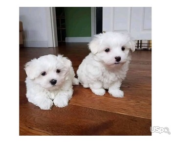 Amazing Maltese puppies for rehoming