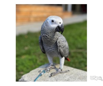African Drey Parrot For Sale